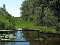 NL, Overijssel, Steenwijkerland, Weerribben 3, Saxifraga-Hans Dekker